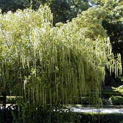 Itea ilicifolia